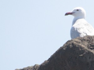 IMG_7464 (Medium)